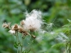  Heimat 2013 - P1060541.jpg